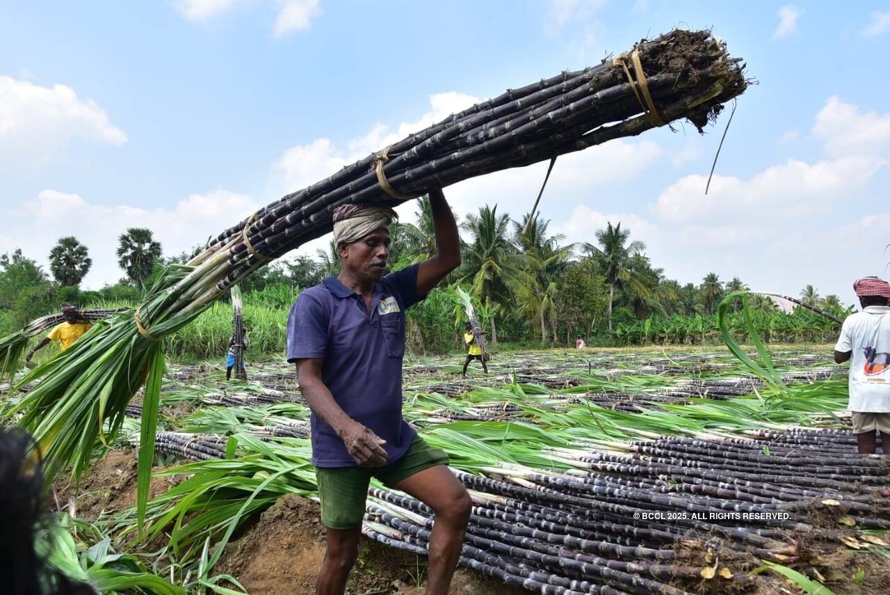 Pongal celebrations begin with fervour