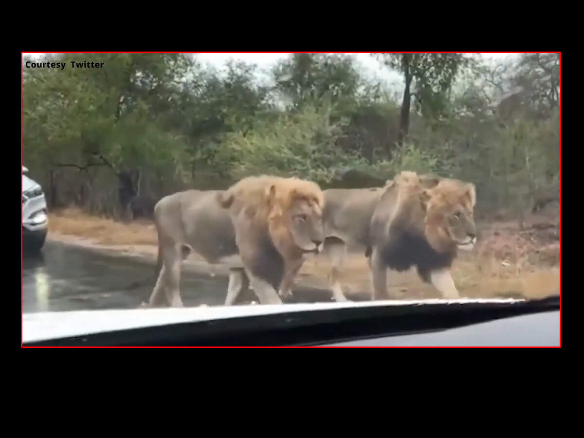 Amazing: Pride of lions spotted on the road