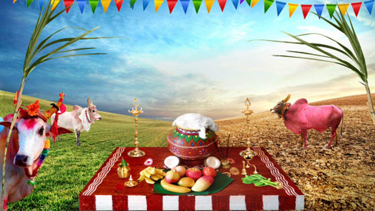 Pongal Makes This Multi-Day Harvest Festival Special | Pongal - The Harvest Festival of India: LoveLocal