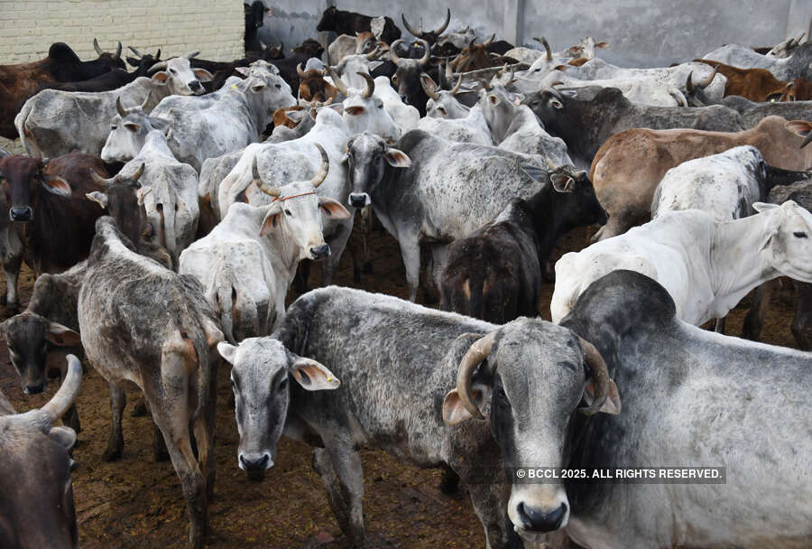 See how holy cow gets unholy treatment in India