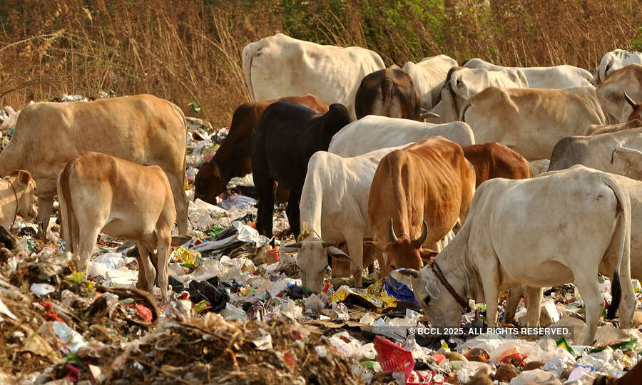 See how holy cow gets unholy treatment in India