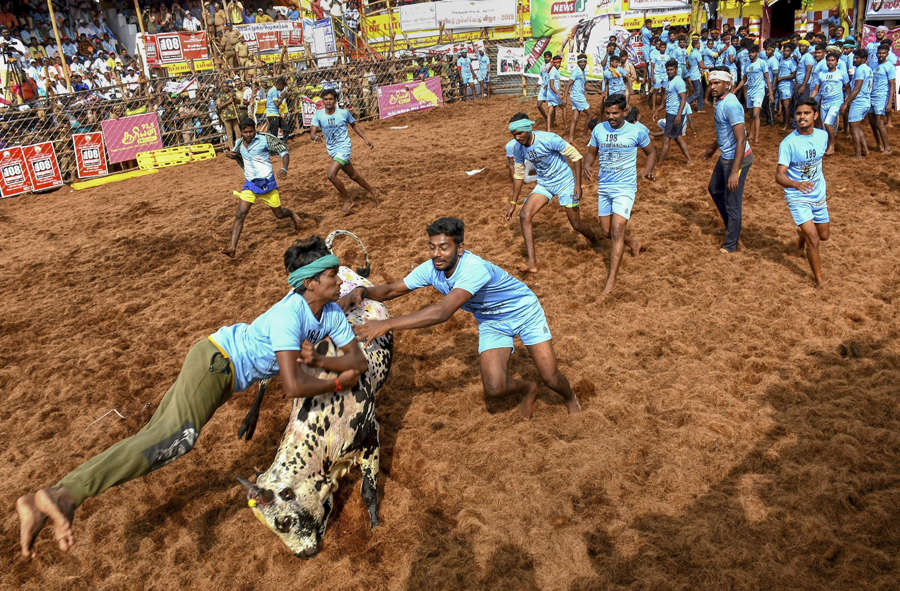 Tamil Nadu: Over 50 injured in Jallikattu events