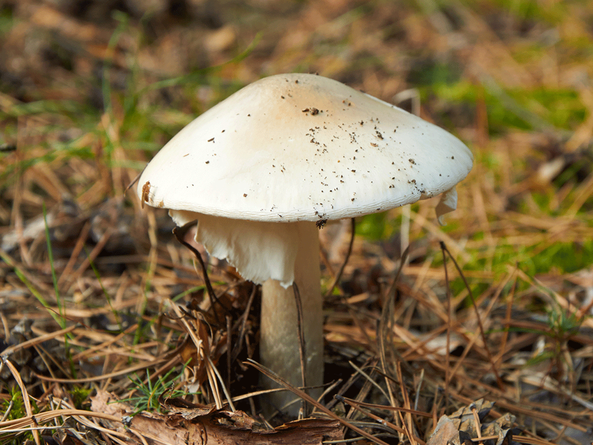 Mushrooms That Grow On Oak Trees - All Mushroom Info
