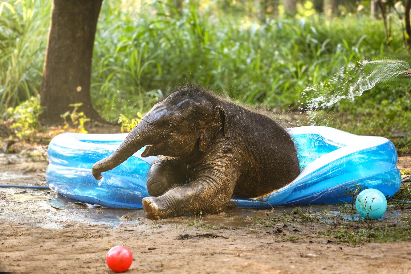   1 "title =" 1 "/> </div>
<p>  Moonbeam became the youngest member of the team.VJ asked him to have a separate pool on sets to make him happy.</p>
<p>  Vidyut Jammwal says, "It was surreal to see an elephant baby coming to life, and like humans, elephants have very close ties to their family, and this gesture from Moonbeam made us feel good. Shoot of Junglee was filled with such fulfilling moments, hard to find in the limited lives we live in the cities, and I'm glad we were able to show these experiences on the big screen with this movie. "</p>
<p> Read this story in Bengali<br />

</div>
</pre>
</pre>
[ad_2]
<br /><a href=