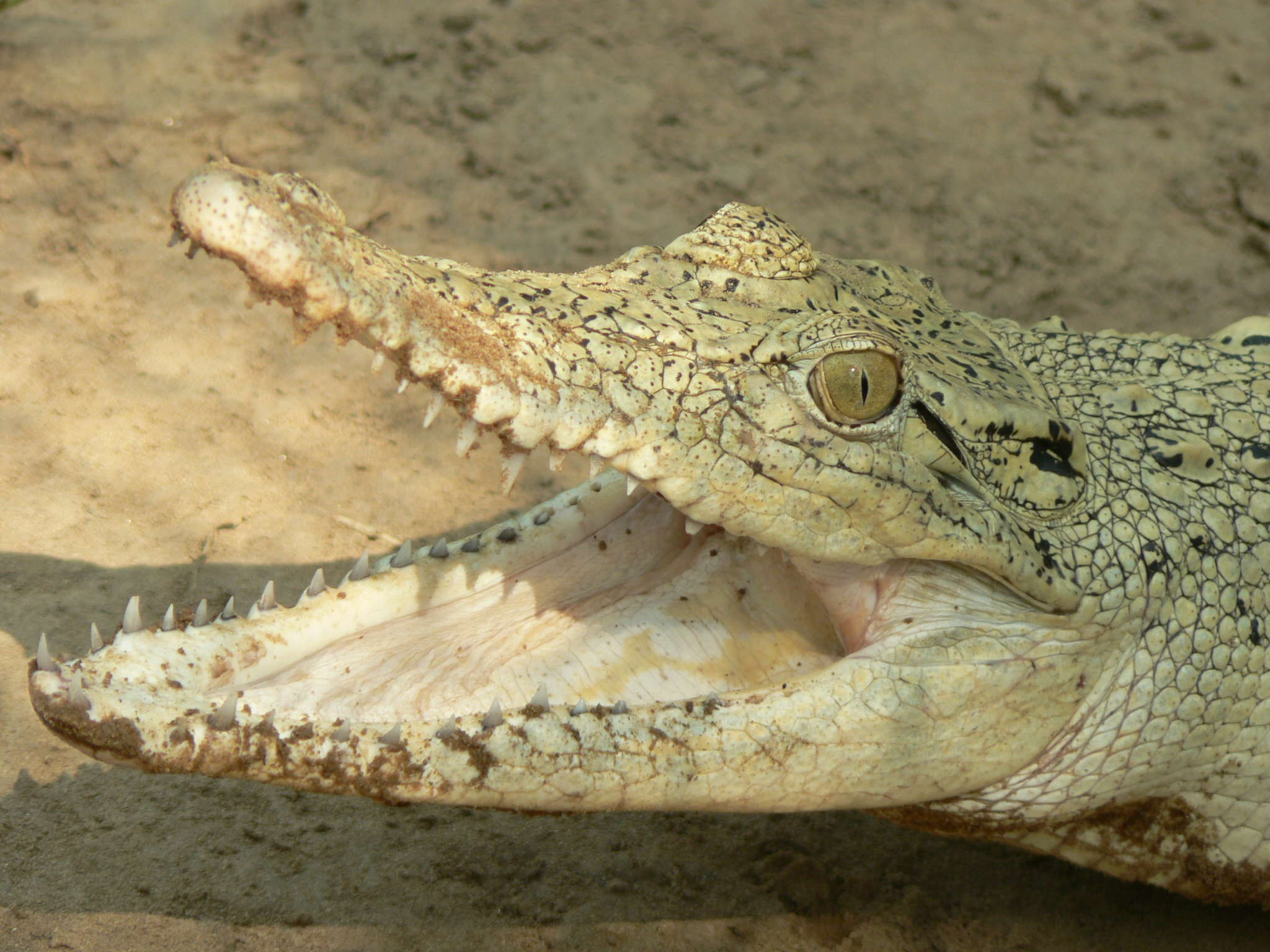 Why visit Odisha’s Bhitarkanika National Park, home to world’s largest