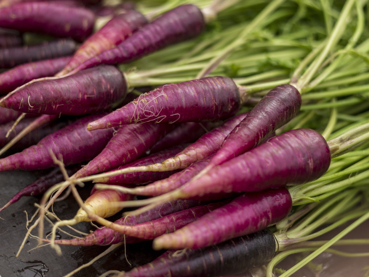 Purple Carrots Benefits