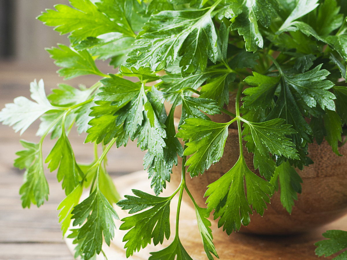 Here S Why You Should Include Parsley In Your Daily Diet Times Of India