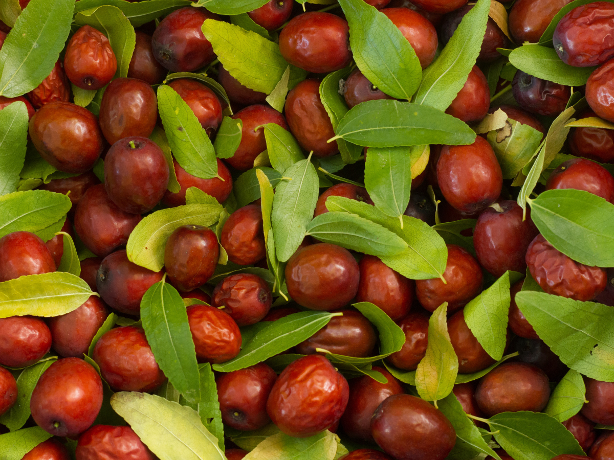 Jujube Health Benefits: 5 Reasons to eat jujube or ber fruit