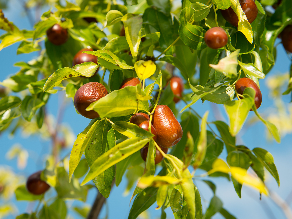 Jujube Health Benefits 5 Reasons To Eat Jujube Or Ber Fruit