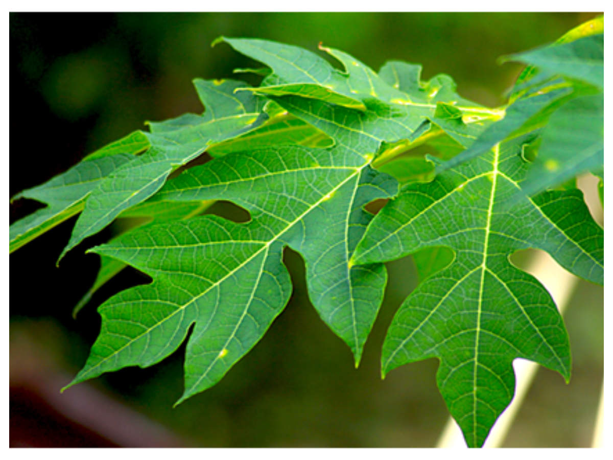 dandelion-leaves-in-hindi