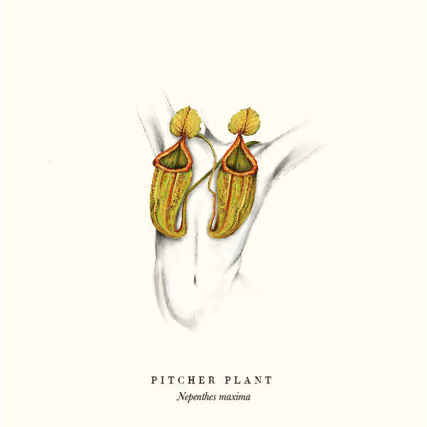 pitcher-01