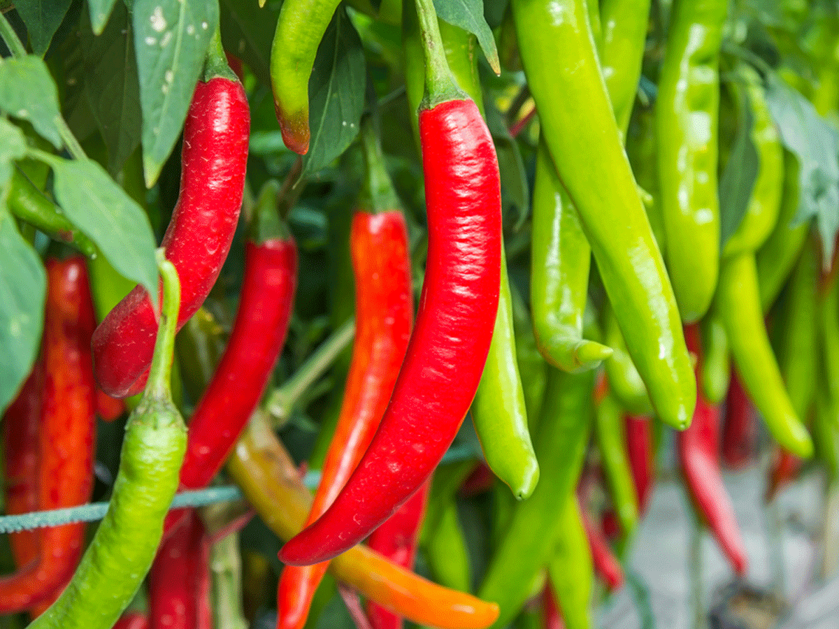 Which Chilli is Good for Health: Red or Green? Explored!