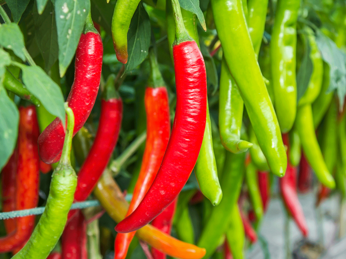 Chilli or Red Chilli: Which one is | The of India