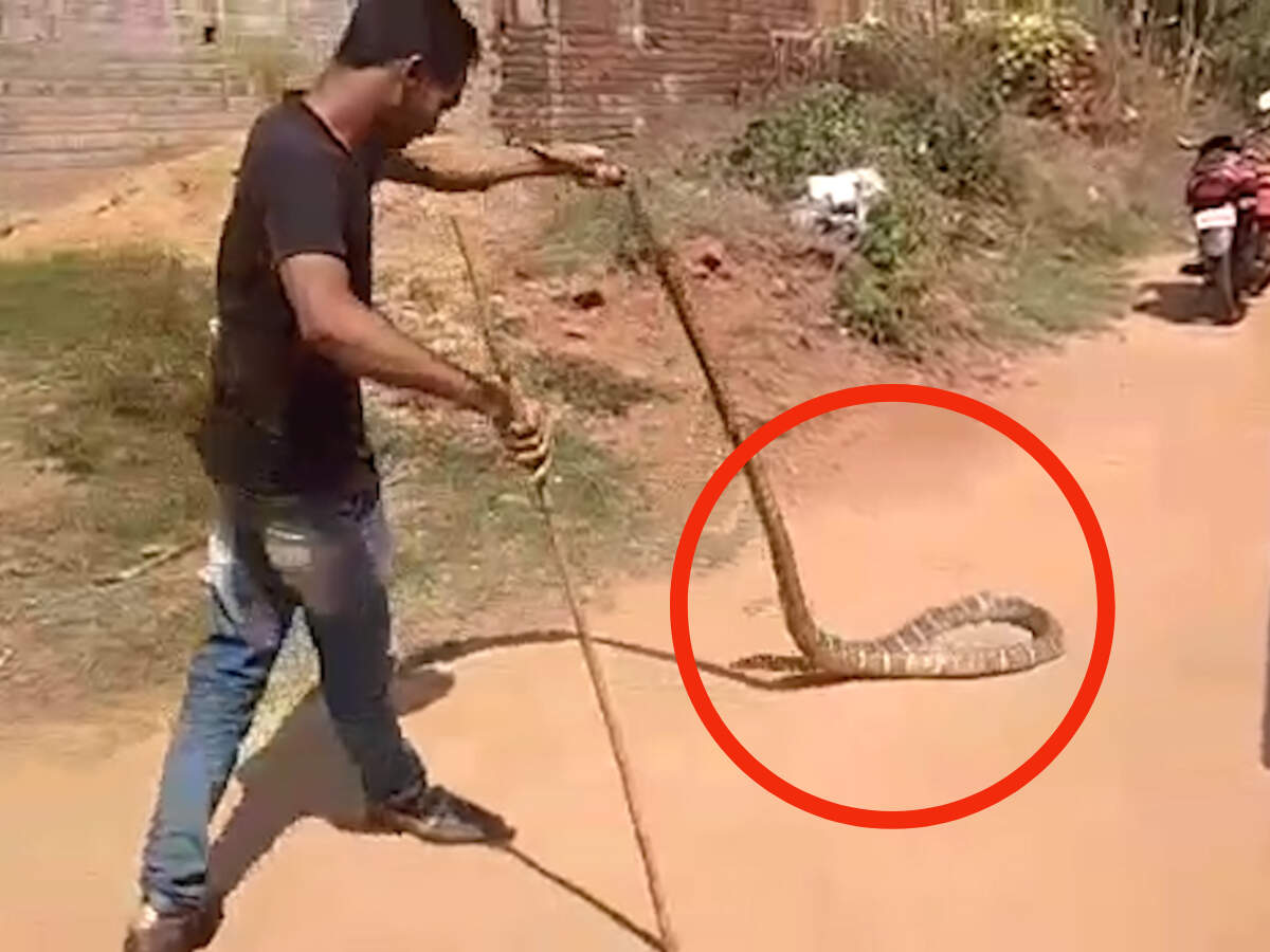 Watch 13feetlong king cobra rescued from house(02)