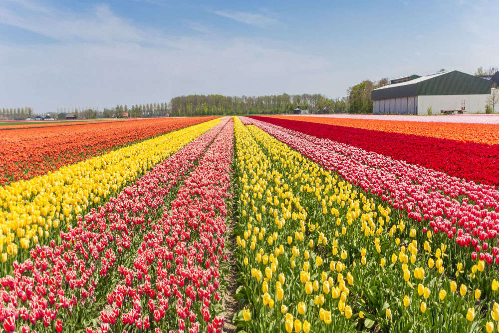 Tulip festival deals