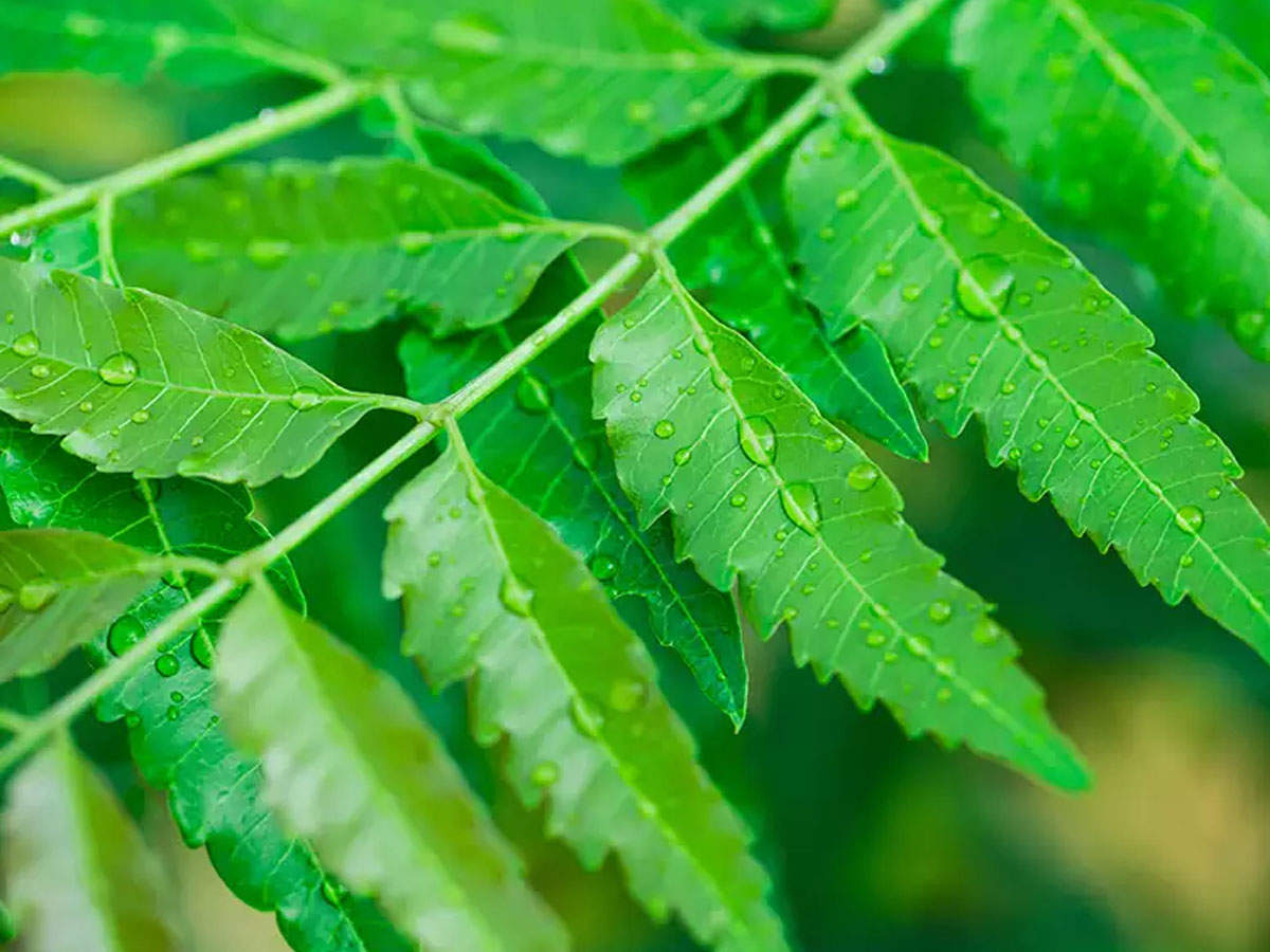 Neem Tree Leaf