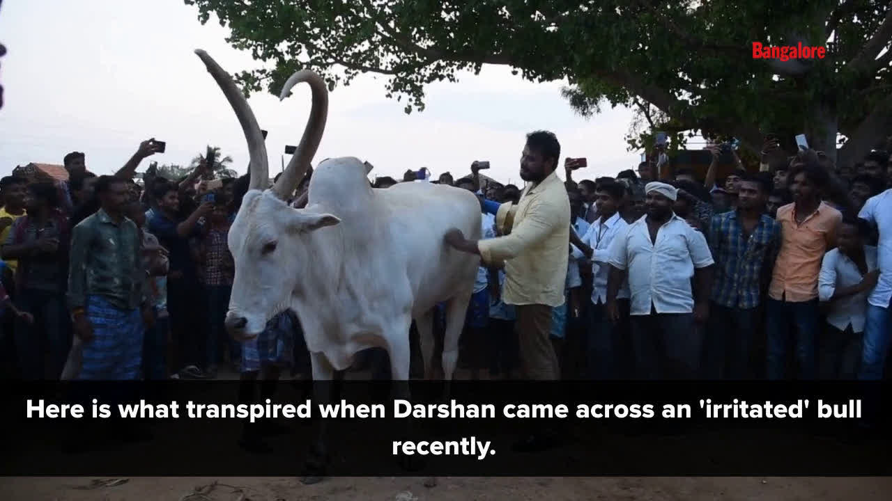 Bull: Darshan handles an irritated bull like a boss