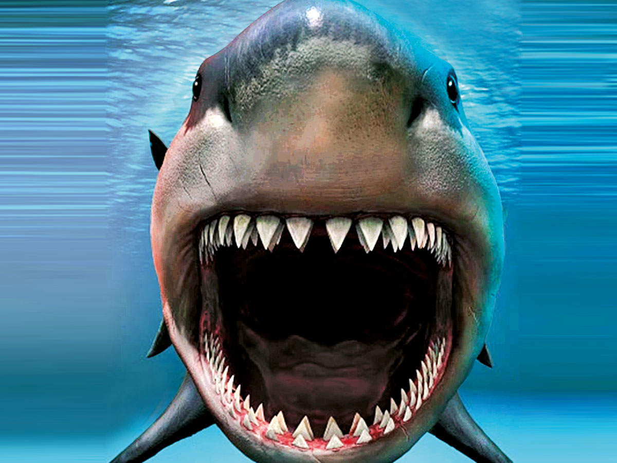 Chew On This This Telugu Man Is Now The Proud Owner Of Prehistoric Megalodon Shark Teeth Events Movie News Times Of India