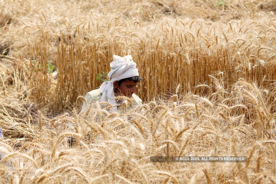 India hikes wheat import duty to support local farmers