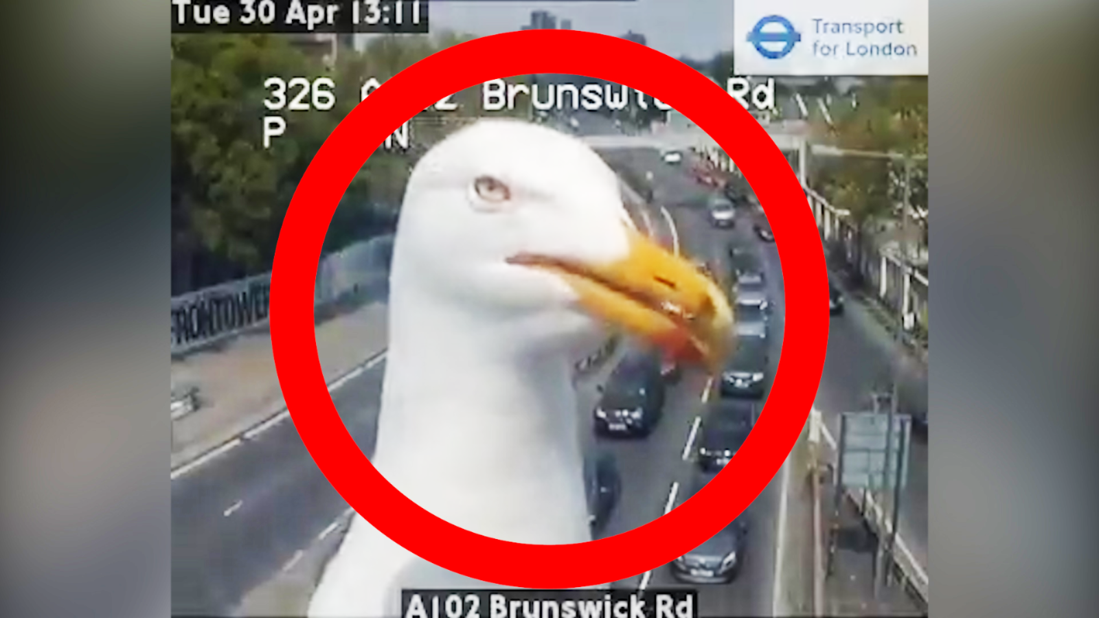 Viral video Seagull photobombs traffic cam in London