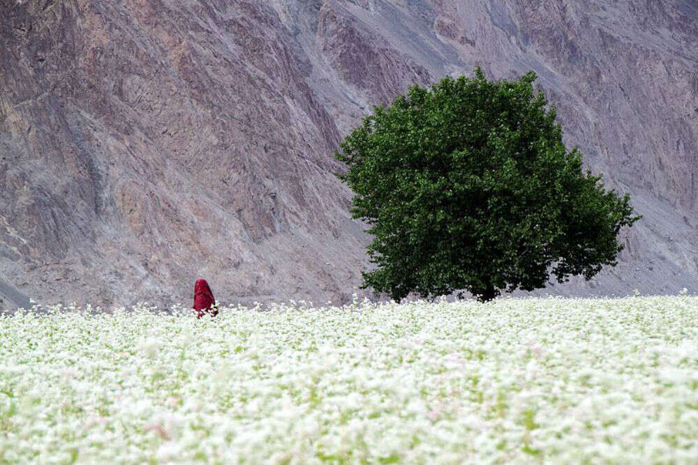 Border tales: This village by River Shyok deserves a place in your Ladakh itinerary Border tales: This village by River Shyok deserves a place in your Ladakh itinerary