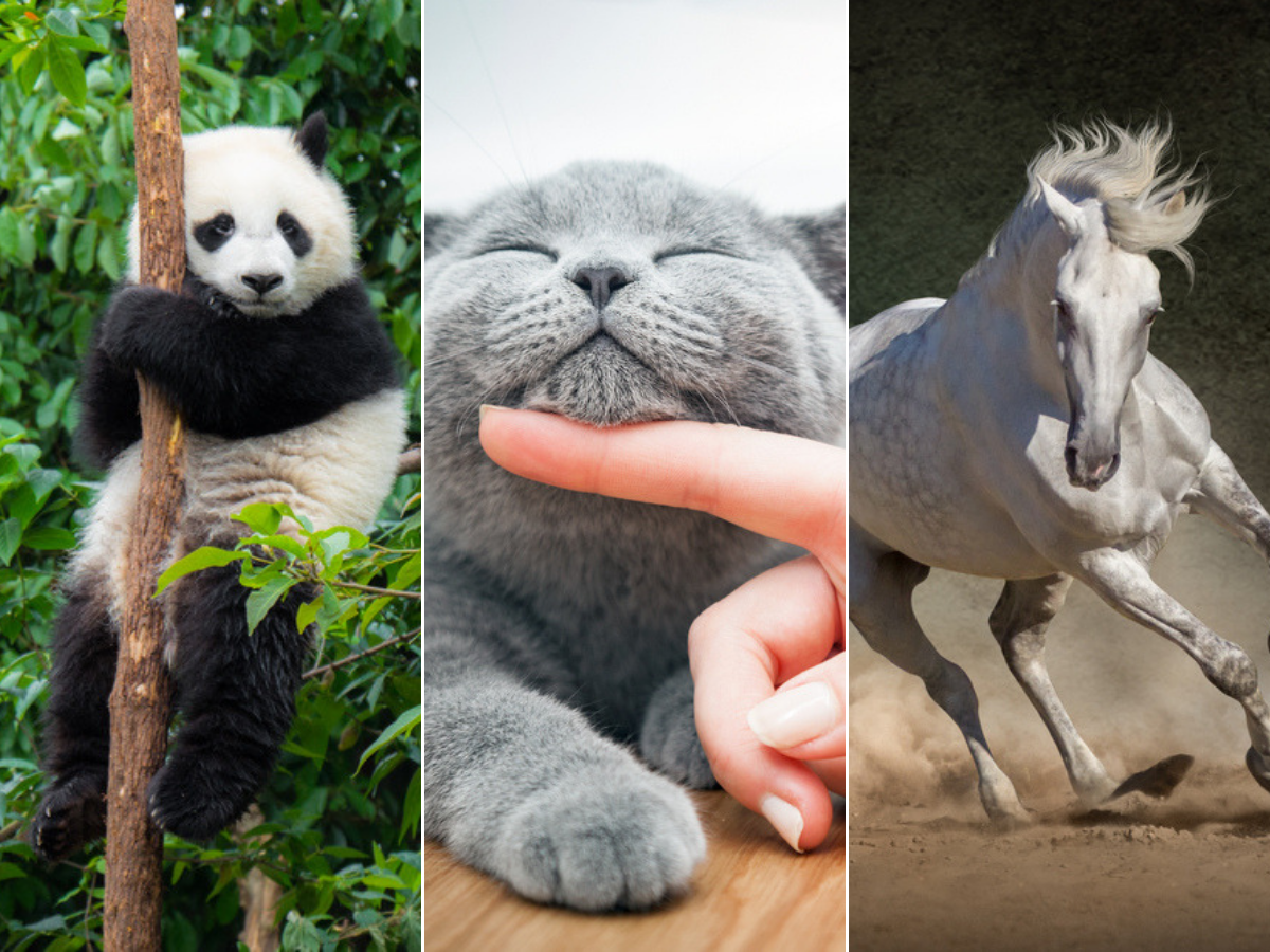 Are you a Panda or a Cat? Who is your spirit animal? Take this QUIZ! | The  Times of India
