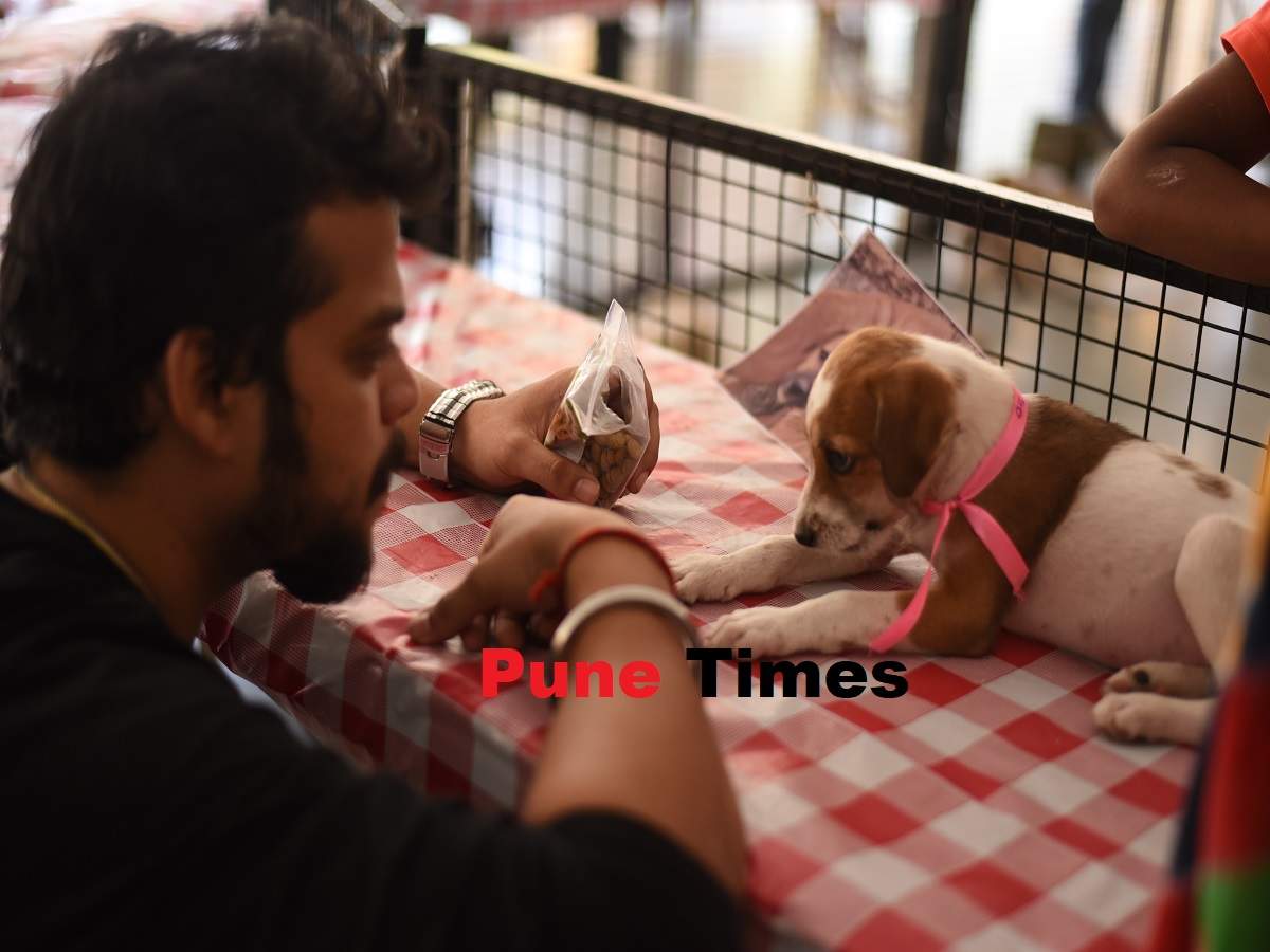 Animal welfare is all that's on the minds of these students during vacation  - Times of India