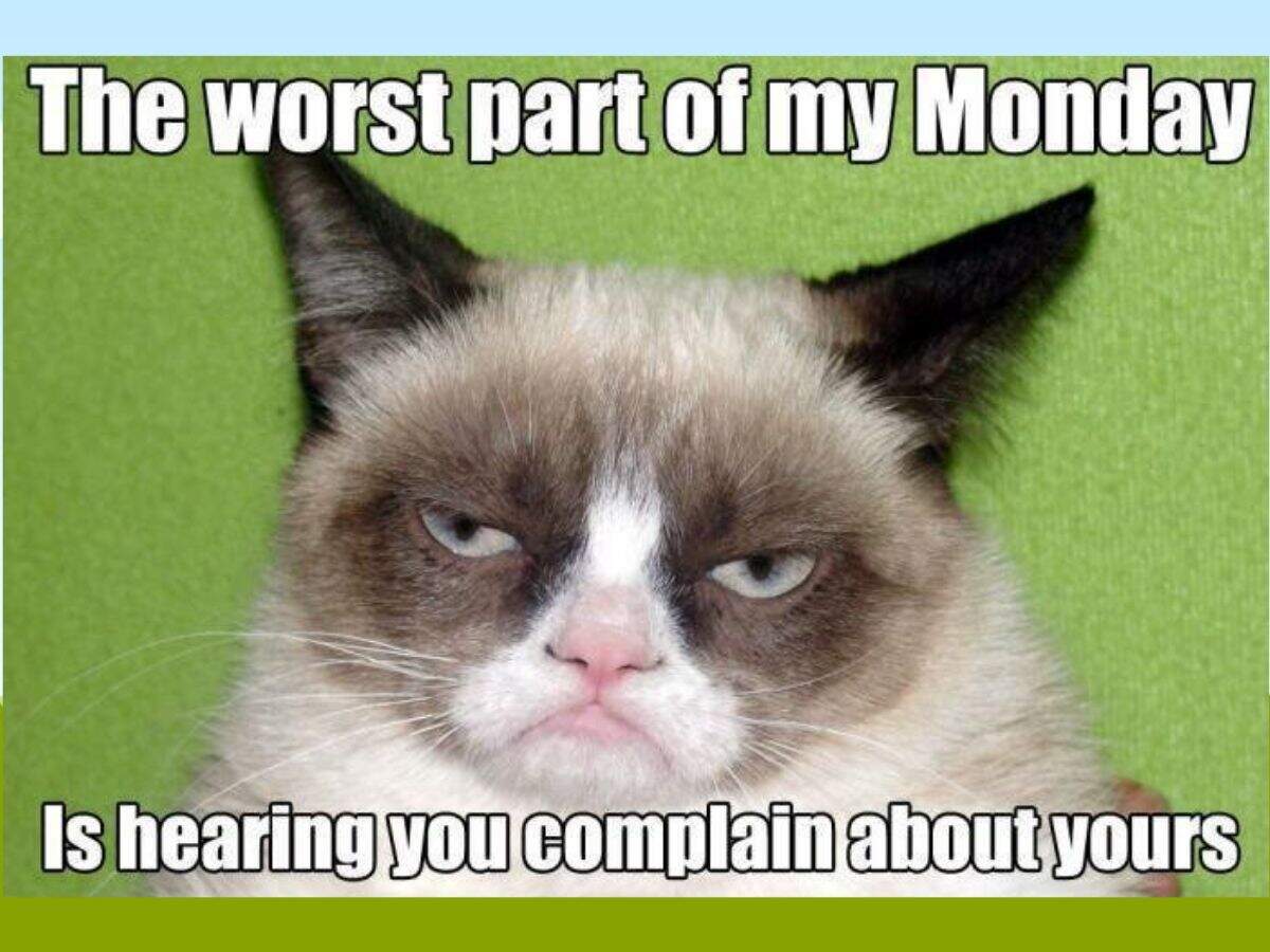 Grumpy Cat School Meme