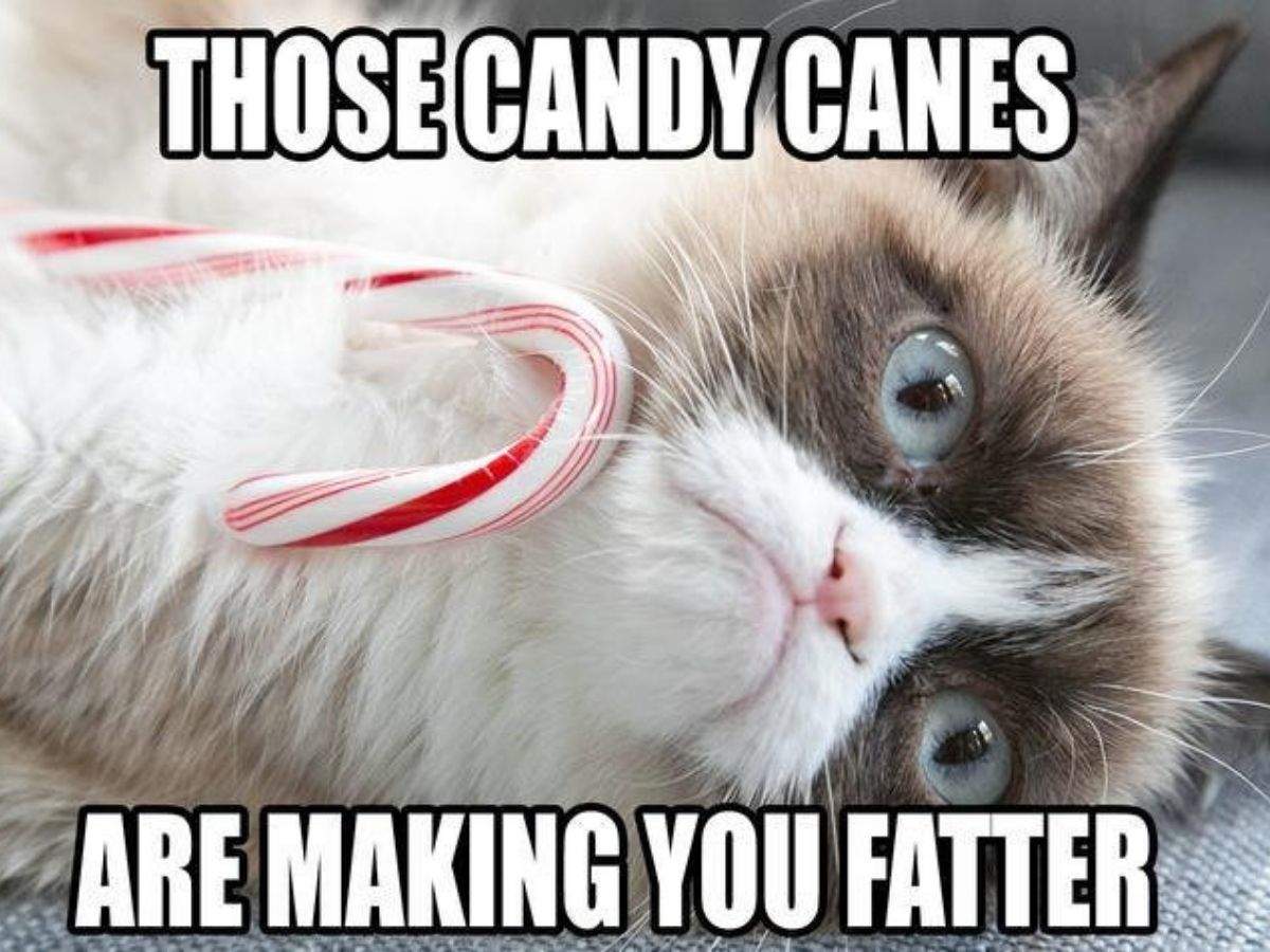 The 30 Most Iconic Grumpy Cat Memes