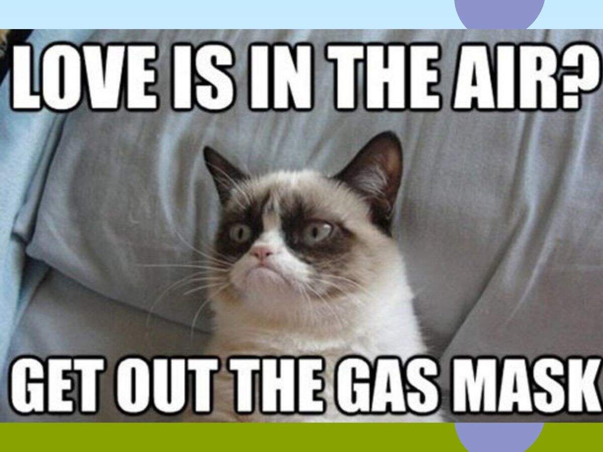 Internet S Favorite Grumpy Cat Is No More Here Are Some Of Her Memorable Memes Times Of India