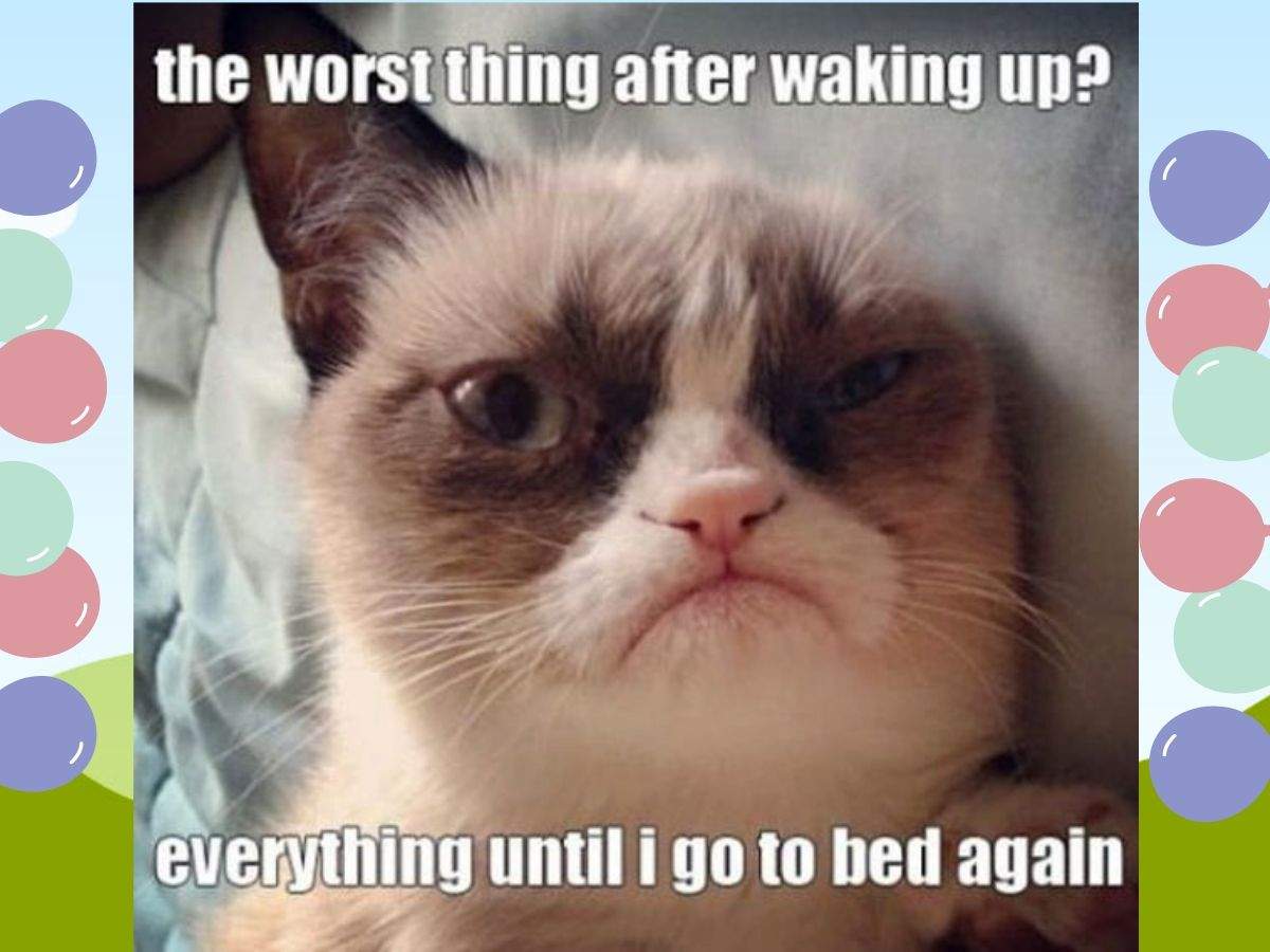 Internet S Favorite Grumpy Cat Is No More Here Are Some Of Her Memorable Memes Times Of India