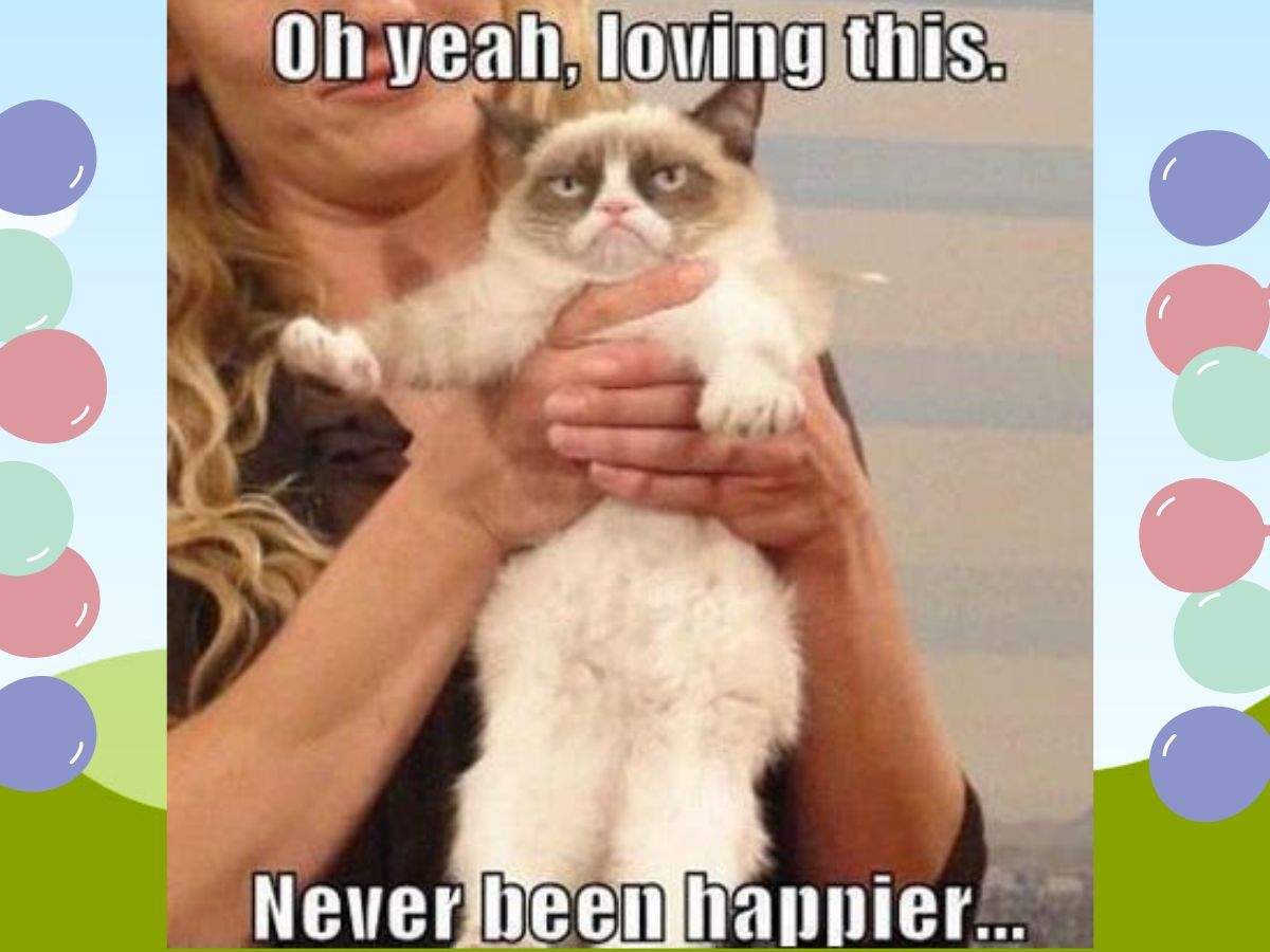 Internet S Favorite Grumpy Cat Is No More Here Are Some Of Her Memorable Memes Times Of India