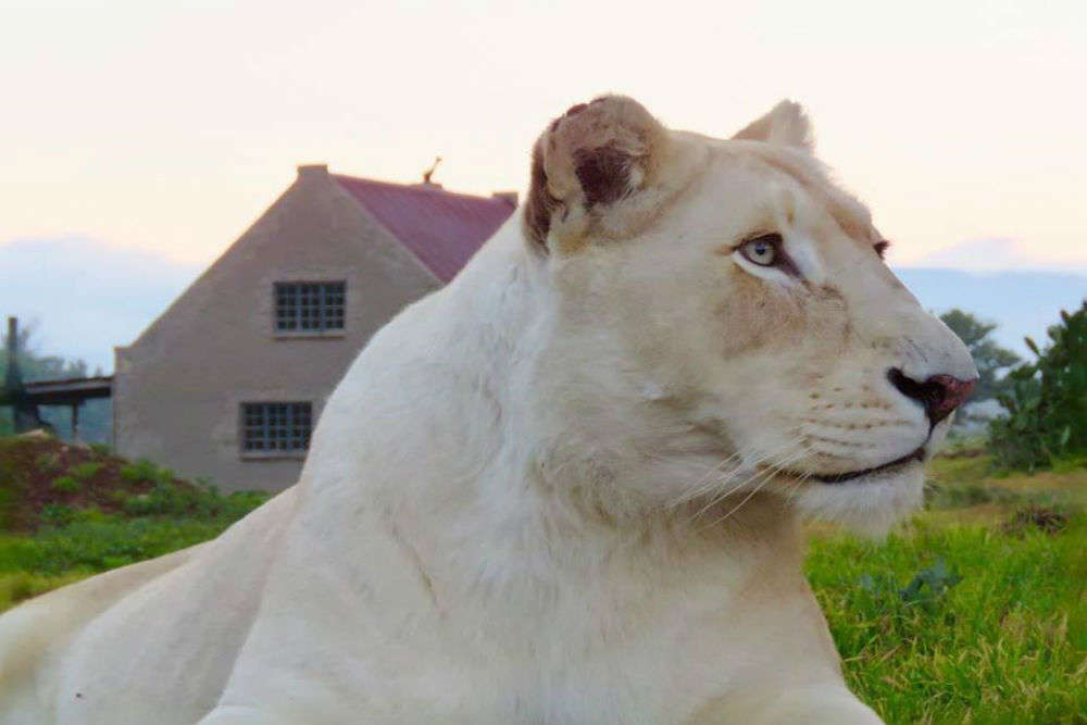 This Lion House In South Africa Lets You Stay Amidst Wild Lions South Africa Times Of India Travel