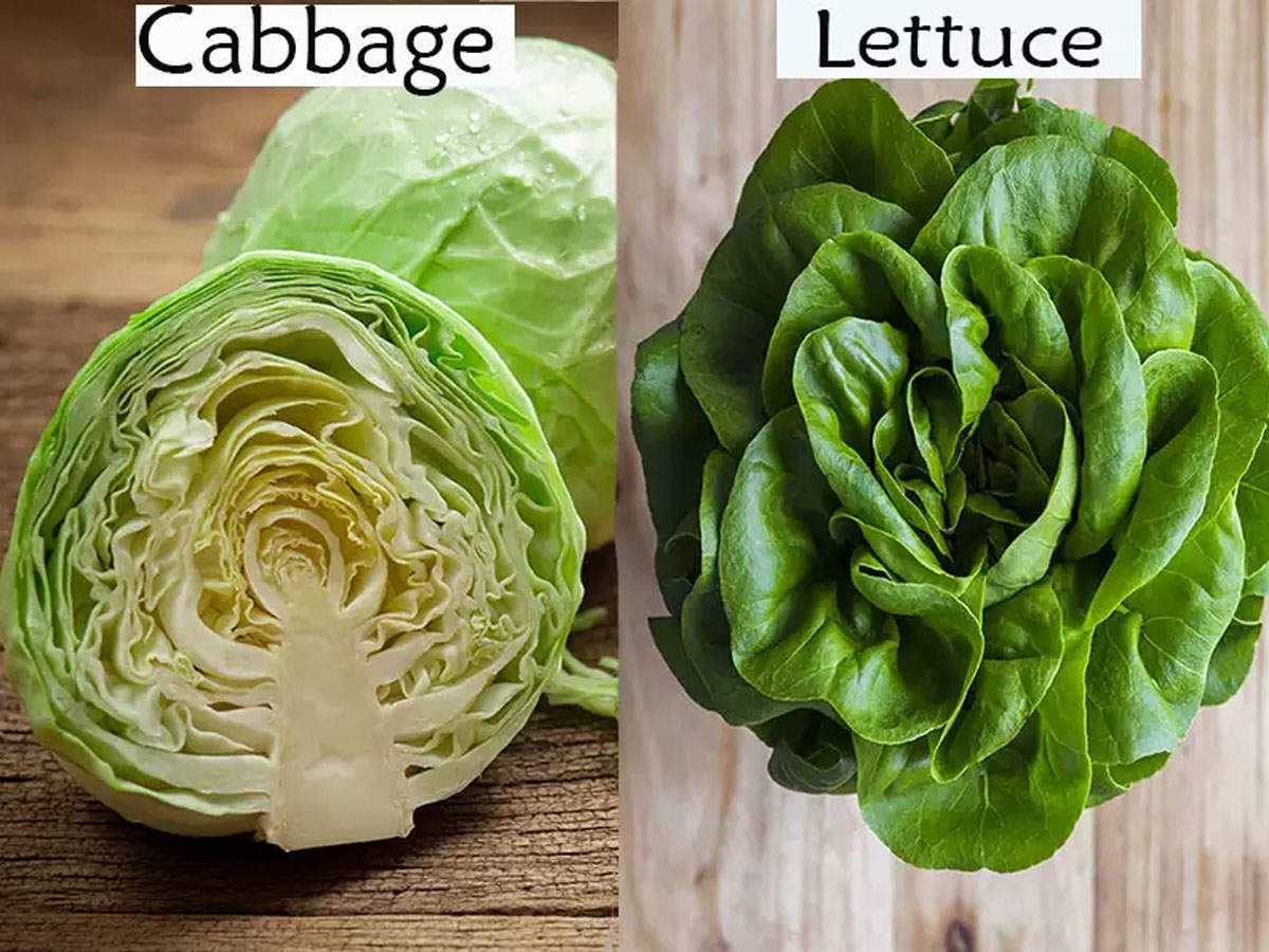 Image of Cabbage and lettuce