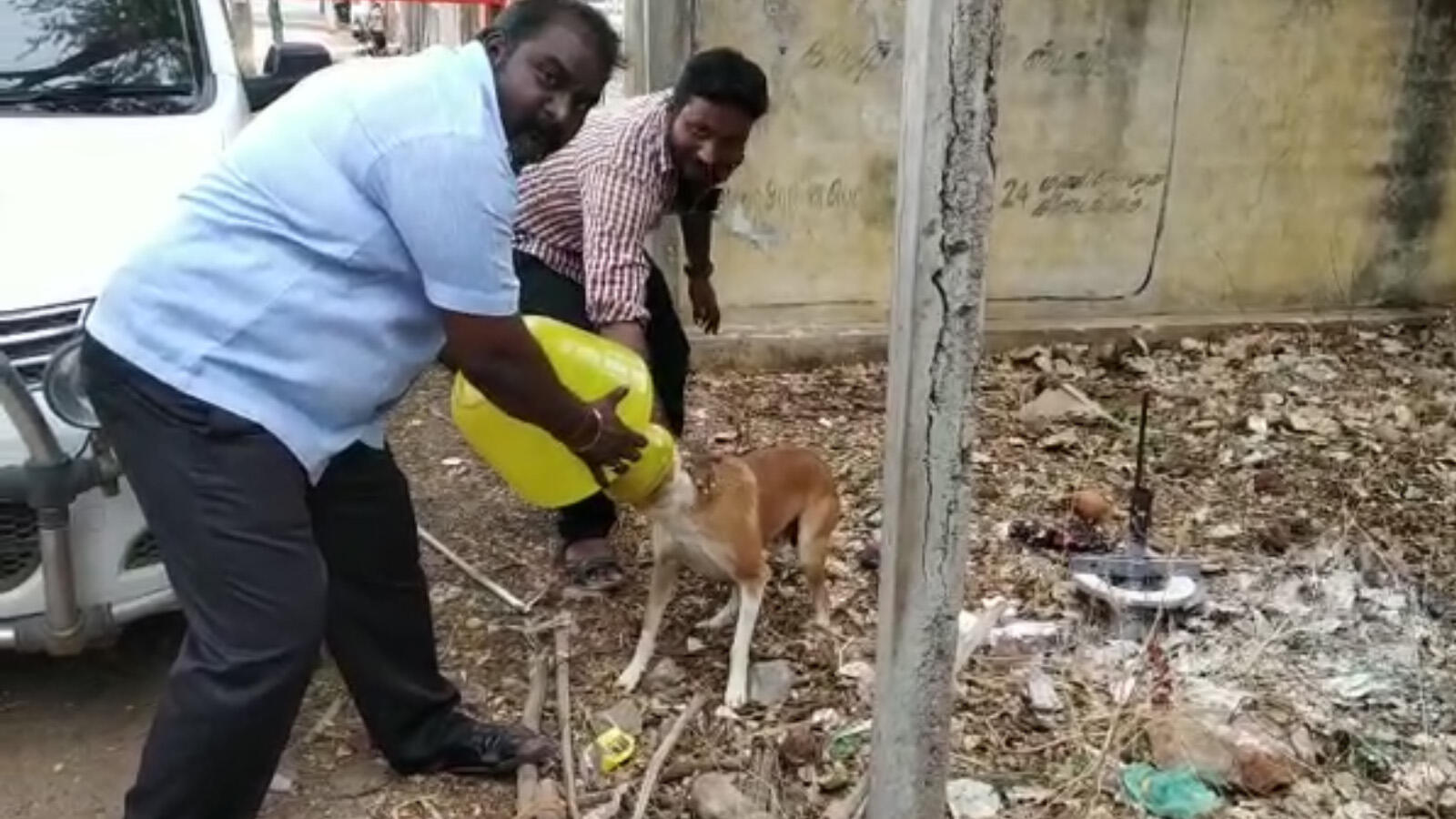 Watch: Good samaritans save dog who got his head stuck in plastic pitcher
