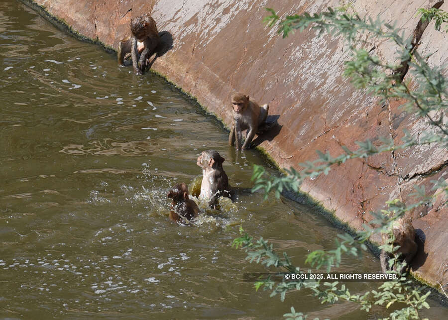 Intense heatwave cripples normal life