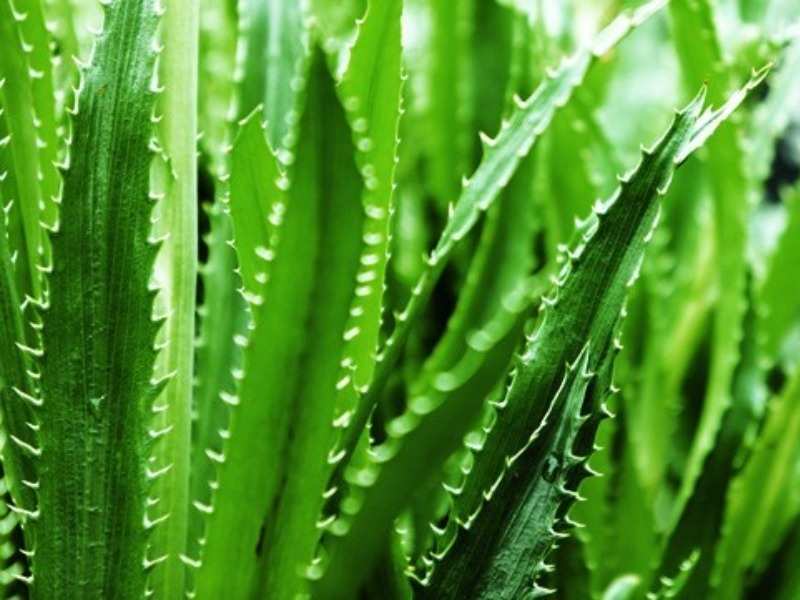Aloe Vera For Acne Ways To Treat Acne With Aloe Vera