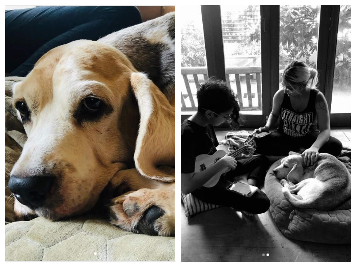 Photos: Farhan Akhtar shares a heartfelt post as his pet dog ‘Zen’ passes away