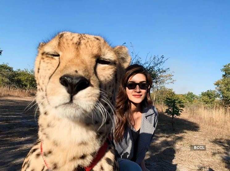 Kriti Sanon showcases her fearless side as she plays with cheetahs in Zambia