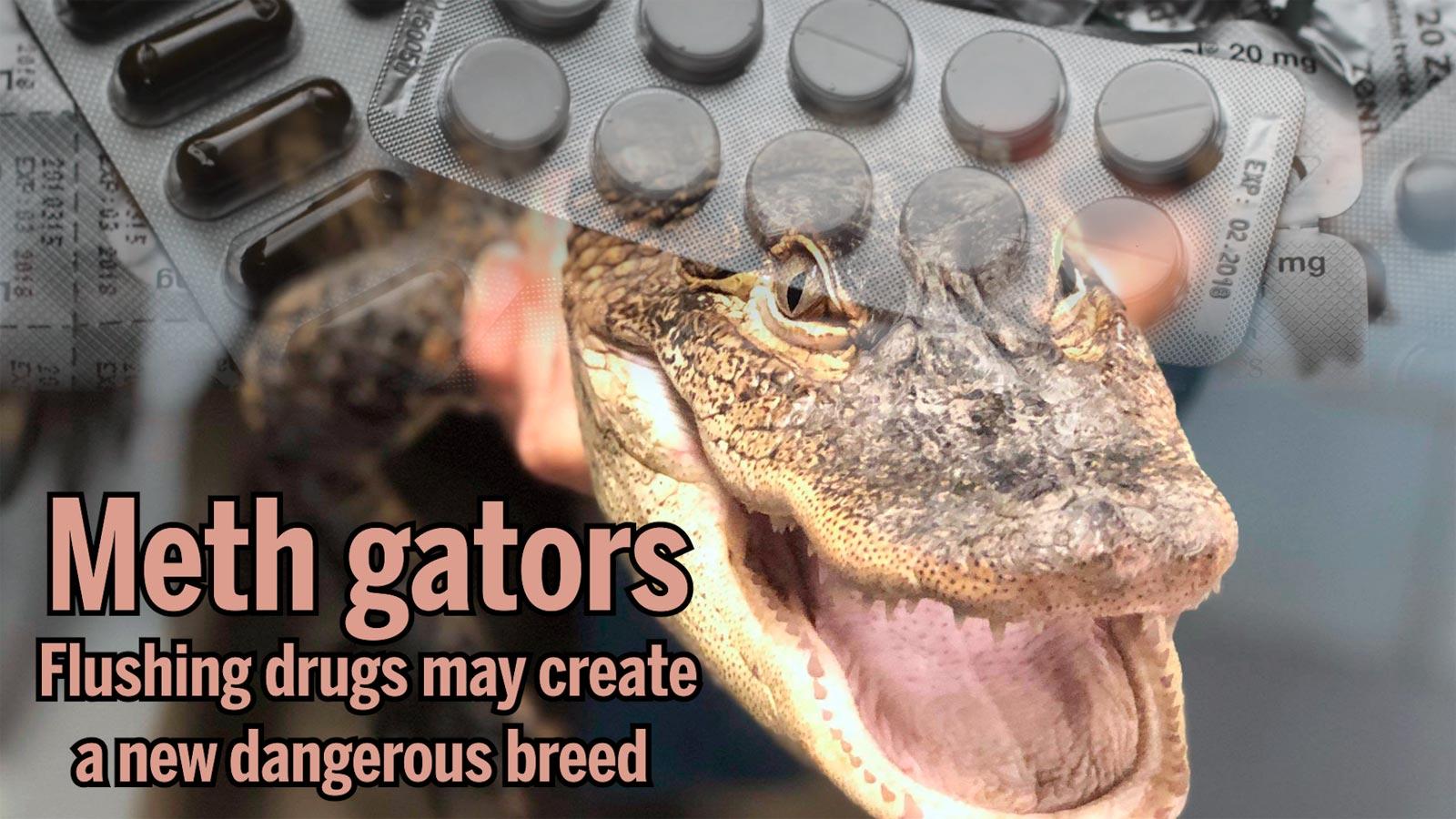 Meth gators: Flushing drugs may create a new dangerous breed