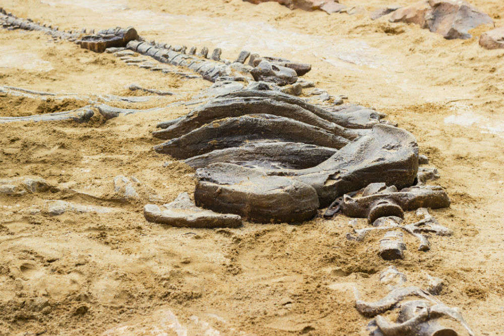 Gigantic 500 kg dinosaur bone found in France, belongs to the world’s biggest dinosaur