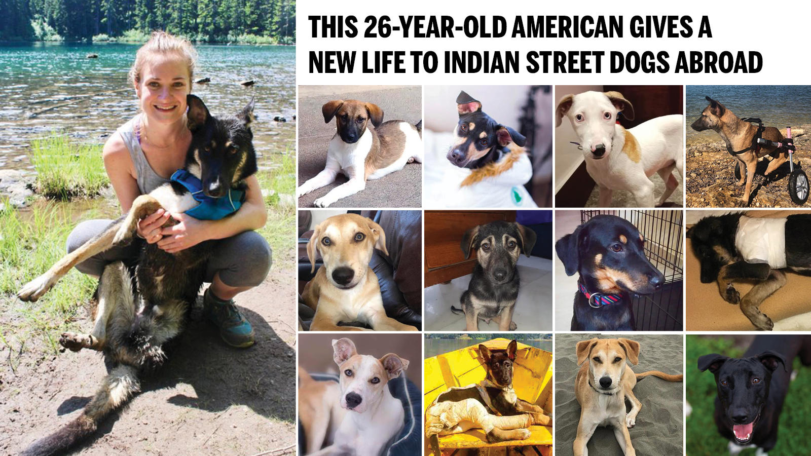 This 26 Year Old Gives A New Life To Indian Street Dogs Abroad Times Of India