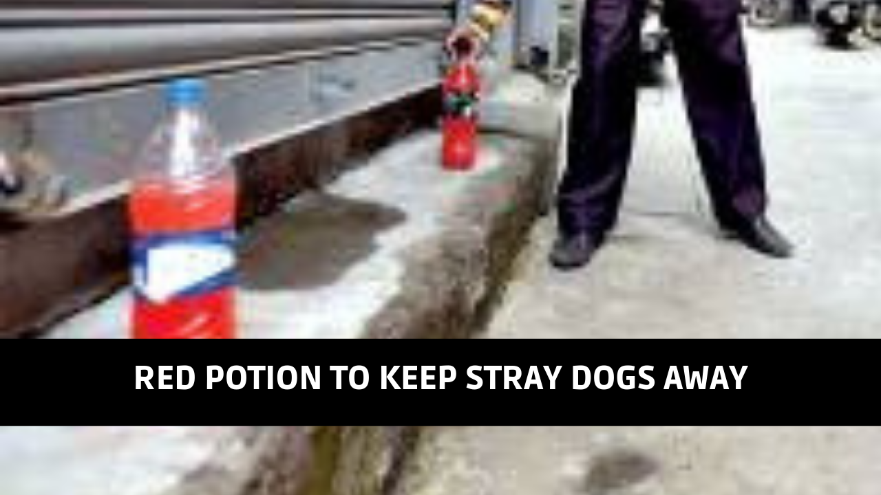 keep dogs away from house