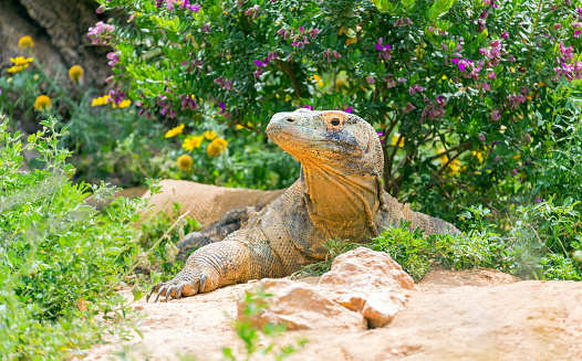 Indonesia’s Komodo Island to shut down for tourists from 2020 | Times