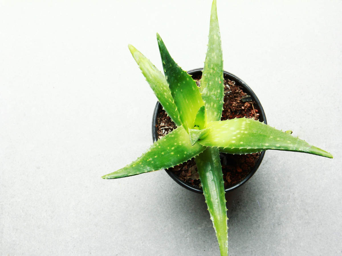 How To Make Aloe Vera Gel At Home In 5 Minutes The Times Of India