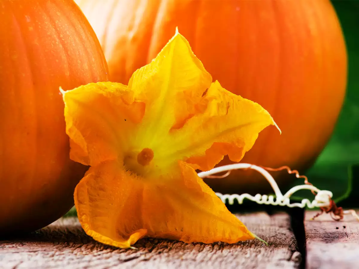 Is pumpkin flower edible and what are its culinary uses?