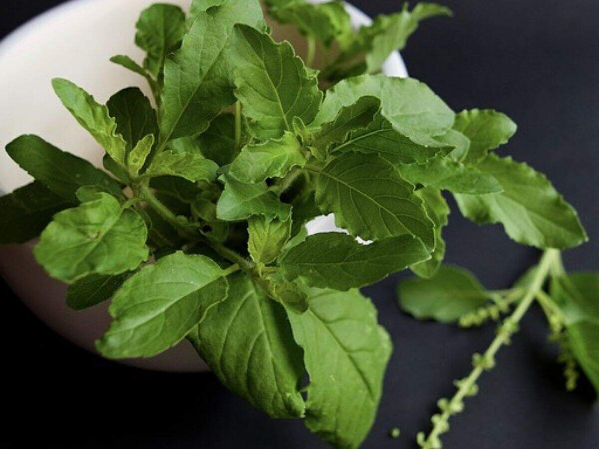 Warming Herbs 6 Herbs to Keep You Warm During Winters Herbs to Warm