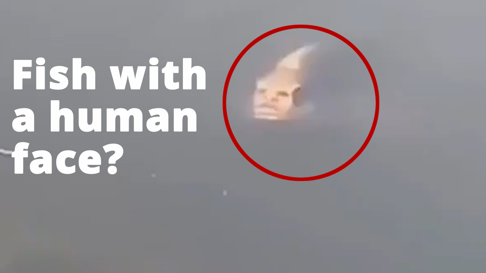 Fish with a human face?