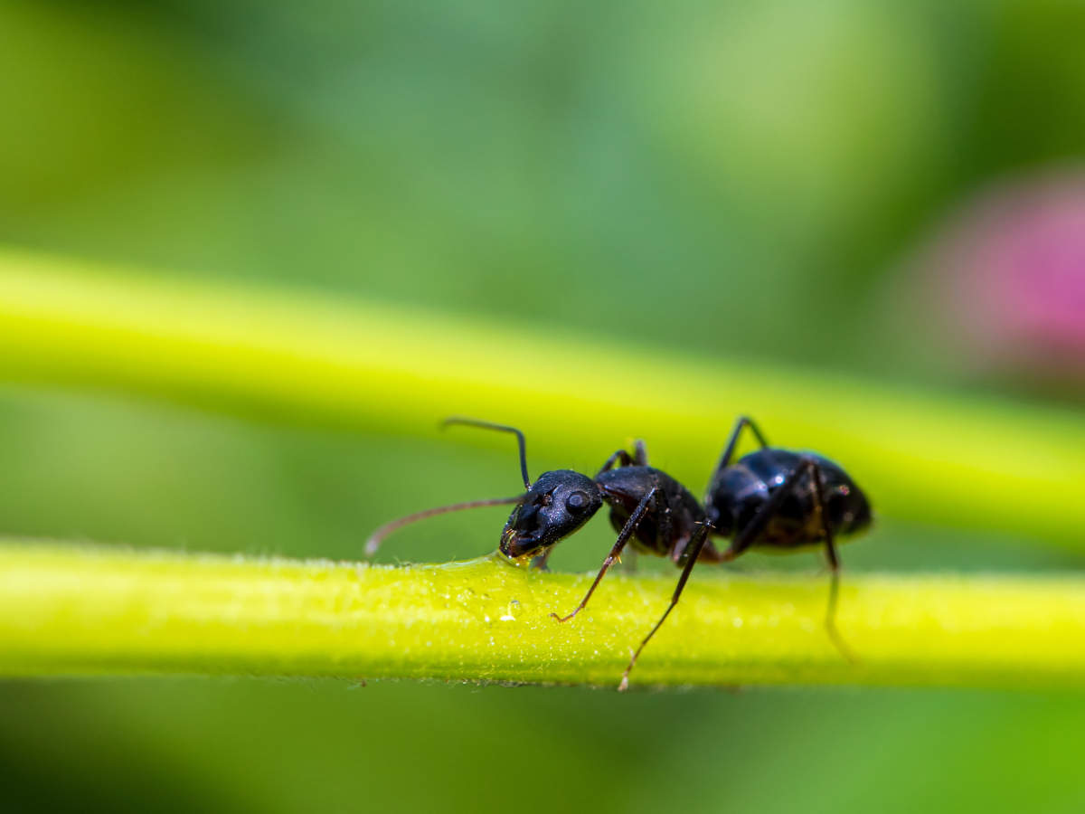 what-is-the-meaning-of-black-ants-in-the-house-house-poster