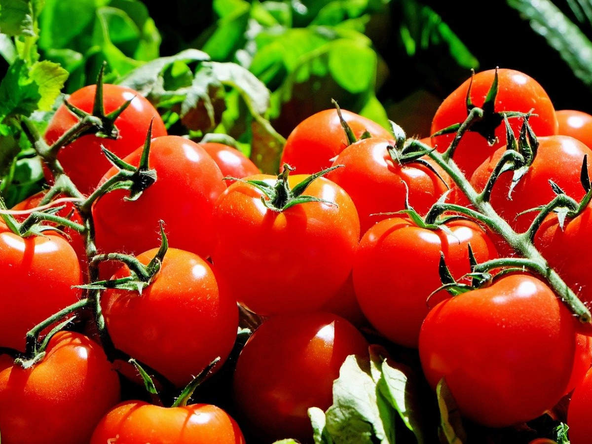 Tomato price in Karachi hits Rs 400 per kg, insists a bride to wear them as  jewellery | The Times of India